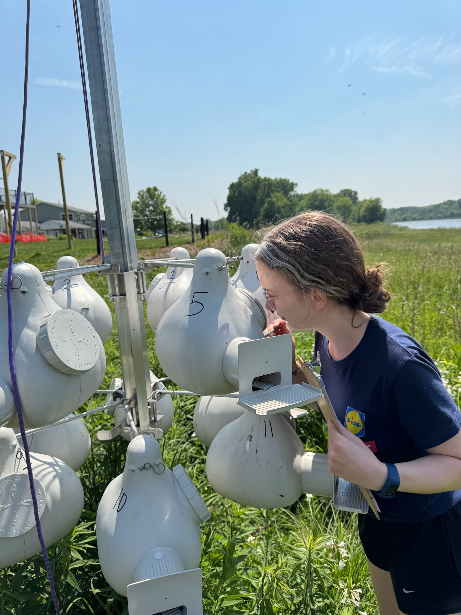 Sachi DeWinter checking Purple Marlin eggs and hatchlings at Nahant Marsh. 