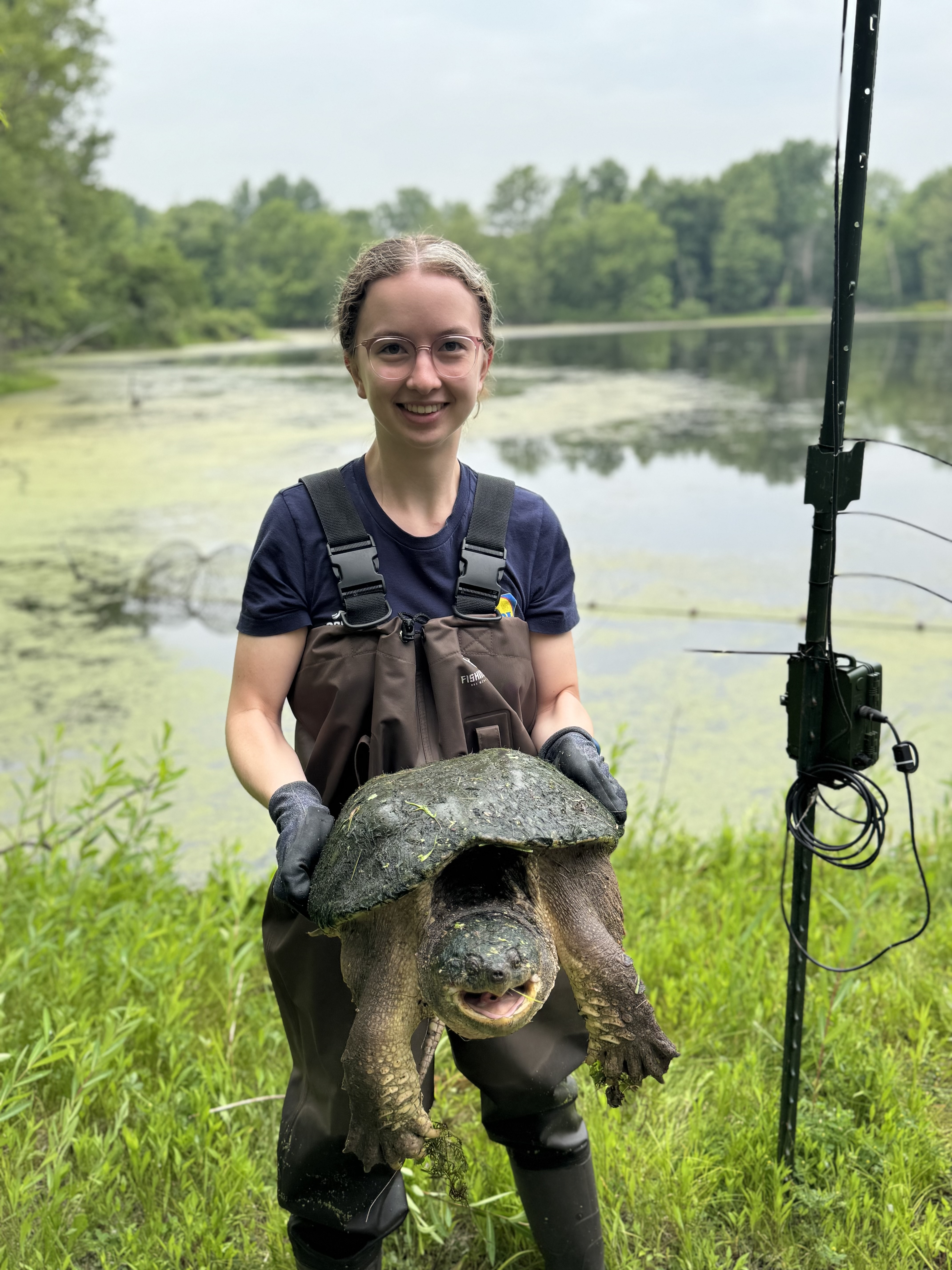 MCC student Sachi DeWinter holding a big turtle at Nahant Marsh.